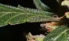 RUNTY TRICHS #3_8-9-11.jpg