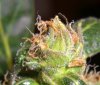 OUIJA TRICHS #1_8-9-11.jpg