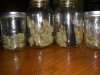 CREAM DIESEL HARVEST_10-27-12 1.jpg