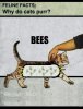 cat bees.jpg