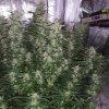 169433_1st-ever-grow-colorado-cookies-dwcdutch-passionautocolorado-cookies_xl.jpg