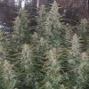 169432_1st-ever-grow-colorado-cookies-dwcdutch-passionautocolorado-cookies_xl.jpg