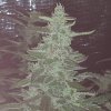 169452_1st-ever-grow-colorado-cookies-dwcdutch-passionautocolorado-cookies_xl.jpg