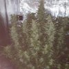 169480_1st-ever-grow-colorado-cookies-dwcdutch-passionautocolorado-cookies_xl.jpg