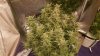 175507_1st-ever-grow-colorado-cookies-dwcdutch-passionautocolorado-cookies.jpg