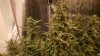 175508_1st-ever-grow-colorado-cookies-dwcdutch-passionautocolorado-cookies.jpg