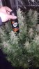 175510_1st-ever-grow-colorado-cookies-dwcdutch-passionautocolorado-cookies.jpg