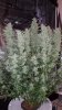 175511_1st-ever-grow-colorado-cookies-dwcdutch-passionautocolorado-cookies.jpg