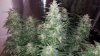 175514_1st-ever-grow-colorado-cookies-dwcdutch-passionautocolorado-cookies.jpg