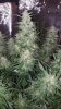 175512_1st-ever-grow-colorado-cookies-dwcdutch-passionautocolorado-cookies.jpg