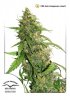 CBD-Auto-Compassion-Lime-Dutch-Passion.jpg