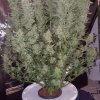 180543_1st-ever-grow-colorado-cookies-dwcdutch-passionautocolorado-cookies_xl.jpg