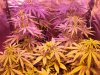 outlaw 7 days into flower 12 12   19 12 12 001.jpg