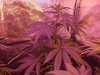 outlaw 7 days into flower 12 12   19 12 12 002.jpg