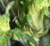 ASSASSIN PISTILS 1_8-17-11.jpg