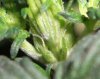 ASSSASSIN PISTILS 2_8-17-11.jpg