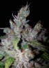 AKR b 92 days bud closeup.jpg