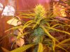 OUTLAW Day 28 Flower Day 63 oa 007.jpg