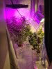 Big Grow Room Day 75.jpg