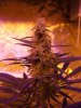 OUTLAW DAY 41 FLOWER DAY 76 oa 003.jpg