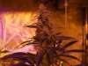 OUTLAW DAY 47 FLOWER DAY 82 oa 002.jpg