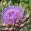 07.04.18_artichoke-flower.jpg