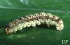 tobacco_budworm02.jpg