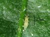 thrips-nymph-marijuana-sm.jpg