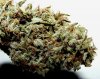 Outlaw satalite huge trichs.jpg