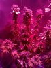 LED Grow (10).jpg