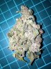 dinafem blue cheese bud b.JPG