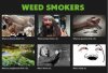 weed-smokers-mmj-smokers-cannabis-smokers.jpg