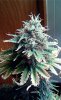 675329_industrial-plant-auto-cbddinafemindustrial-plant-autoflowering-cbd.jpg