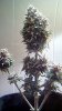 693352_industrial-plant-auto-cbddinafemindustrial-plant-autoflowering-cbd.jpg