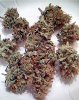 707128_industrial-plant-auto-cbddinafemindustrial-plant-autoflowering-cbd.jpg