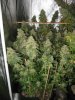 526440_royal-gorilla-rqs-under-qb-135wroyal-queen-seedsroyal-gorilla.jpg