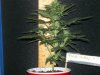 party cup  grow off 008.jpg