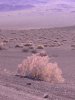 Death Valley 683.jpg