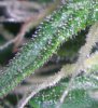 WHISPY TRICHS NYLPD.jpg