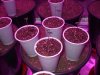 ULTIMATE DP SOG JOURNAL day 6 seedlings 12no 005.jpg