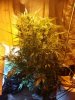 766392_diesel-berry-auto-auto-seedsautoseedsdiesel-berrya-automatic.jpg