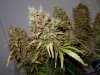 purple-auto-flowering-bud.jpg