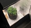 grow box feb 28 2019.jpeg