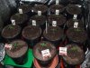 ULTIMATE DP SOG JOURNAL day 13 veg  seedlings 15no 002.jpg