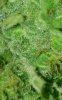 march14 5x5 trichs.jpg