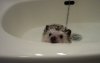 hedgehog_bath_02.jpg