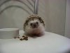 cute,hedgehog,hanz,hammy,animal,humor-14478fe34d626e2d000869f22d6c2325_h.jpg