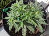 1213629_amnesia-haze-auto-tloilgmamnesia-haze-autoflower.jpg