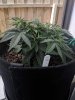 1216211_amnesia-haze-auto-tloilgmamnesia-haze-autoflower.jpg