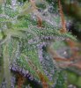 NYLPD TRICHS #1_9-23-11.jpg